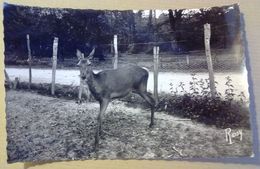 44    LE  GAVRE     UNE   BICHE  APPRIVOISEE  PROPRIETE  DE  M AILLET( LA  MADELEINE ) - Le Gavre