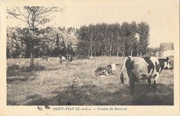 SAINT PIAT (28) Prairie De Dionval Vaches - Andere & Zonder Classificatie