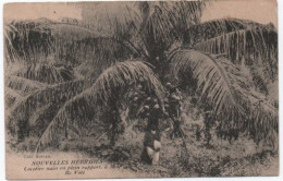 Cocotier à Mélé Ile Voté - Océanie