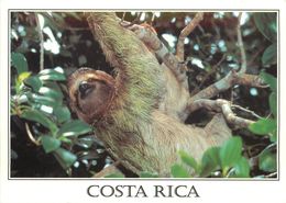 COSTA RICA  PARESSEUX PEREZOSO - Costa Rica