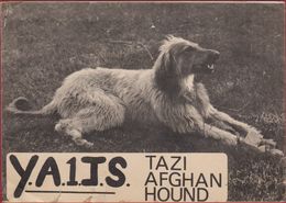 QSL Card Amateur Radio CB TAZI AFGHAN HOUND Dog Chien Hund  (damaged - Beschadigd) - Radio Amateur