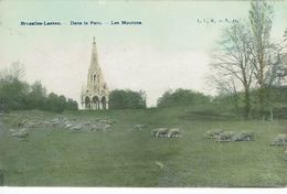 LAEKEN-BRUXELLES-DANS LE PARC LES MOUTONS - Laeken