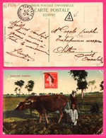 Cad TAMATAVE 21 Nov 1913 Pour Olette - Oblit. TAXE - Laboureur Indigène - Animée - AMAG - 1913 - Edit. EGYPTIENNE - Lettres & Documents