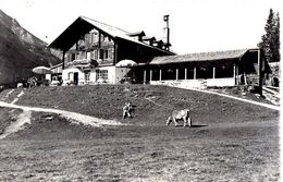 KANDERSTEG - Hôtel OESCHINENSEE - Vache - Animée - Kandersteg