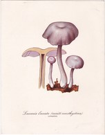 Repoduction Grand Format ( Presque A4) Laccaria Améthystina Champignon Champignons Mushroom Setas Pilze - Non Classés