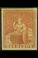 1855 4d Brownish Red Britannia, SG 5, Superb Never Hinged Mint With Four Good Margins. For More Images, Please Visit Htt - Barbados (...-1966)
