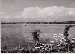 AM UNTERSEE (BEL ERMATINGEN)  CPSM    CARTE PHOTO - Ermatingen