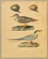 Cca 1880 Madarakat ábrázoló Lithográfia 20x24 Cm, Paszpartuban. / BIrds Lithography. - Stampe & Incisioni