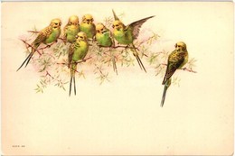 ** T1/T2 Cinegék / Tit Birds. Litho - Unclassified