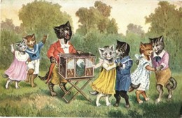 T2/T3 Cats Dancing To Music In The Garden. S: Arthur Thiele (EK) - Zonder Classificatie