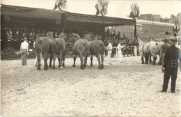 * T2 Paris, R.F. Horse Race. C. Robert Photo - Zonder Classificatie