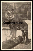 ALTE POSTKARTE WIEN SCHÖNBRUNN TIERGARTEN KÖNIGSTIGER FELIS TIGRIS Zoo Zoological Garden Jardin Zoologique Ansichtskarte - Tigres
