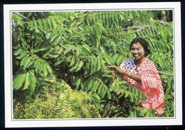 MAJOTTE  - Cueillette Des Fleurs D' Yliang -Yliang - COMORES.ed.Hoa Qui. Ph. Claude Pavard - Mayotte