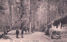 St Aubin, Promenade Du Petit-Bois (25.9.1911) - Saint-Aubin/Sauges