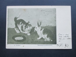 Österreich 1898 Prag. Katze Und Kaninchen. A. Dreher Meinungsverschiedenheit. Fr. A. Ackermann Kunstverlag München - Sonstige & Ohne Zuordnung