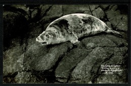 RB 1191 - Real Photo Postcard - The Great Grey Seal - Isles Of Scilly - Animal Theme - Scilly Isles