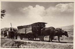 * T2 Székelyudvarhely, Odorheiu Secuiesc; Borvíz Szállítása, ökrös Szekér / Mineral Water Transporting With Ox Cart - Unclassified