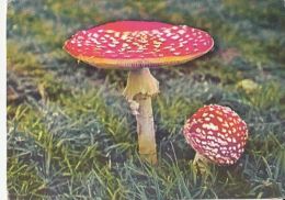 69490- MUSHROOMS - Mushrooms