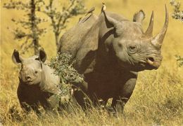 Rhinocéros Et Son Petit ( Beaux Timbres) - Rhinocéros