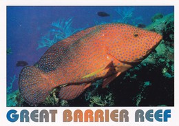 Postcard Great Barrier Reef Coral Cod [ By Peer ] PU 1997 My Ref  B22324 - Great Barrier Reef