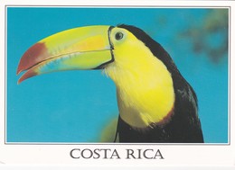 CPM TOUCAN COSTA RICA  BIRD - Oiseaux