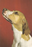 English Pointer  - Dog - Chien - Cane - Hund - Hond - Perro - Banques