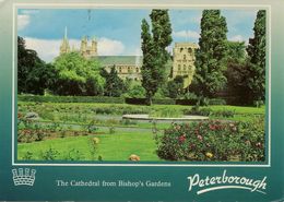CPM Peterborough, The Cathedrale - Autres & Non Classés