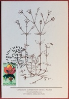 1991 TARCENTO 8^ MOSTRA FILATELICA AMBIENTE E NATURA 1^ MOSTRA PIANTE MEDICINALI Cerastium  PEVERINA DELL'ISONZO - Geneeskrachtige Planten