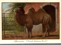 CHROMO CHOCOLAT VAN HOUTEN CHAMEAU - Van Houten