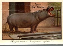 CHROMO CHOCOLAT VAN HOUTEN TIGRE HIPPOPOTAME - Van Houten
