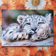 Irbis. Snow Leopard  - Modern Russian Postcard - Tiger