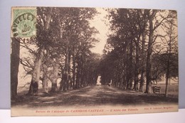 CAMBRON - CASTEAU   -   Ruines De L'Abbaye - L'Allée Des  Tilleuls - Brugelette