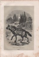 Gravure Animalière Ancienne/William Henri FREEMAN/ Grav SARGENT/ Hyéne Rayée ( Hyoena Vulgaris/Vers 1860-1870   GRAV292 - Stampe & Incisioni