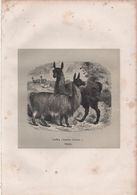 Gravure Animalière Ancienne/William Henri FREEMAN/ J G /Lama ( Camelus Llacma) Pérou /Vers 1860-1870  GRAV293 - Prenten & Gravure