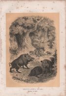 Gravure Animalière Ancienne/William Henri FREEMAN/Alf ETHERINGTON/Sanglier Commun(  Sus Scrofa /Vers 1860-1870   GRAV294 - Prenten & Gravure