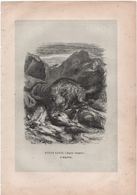 Gravure Animalière Ancienne/Ch VOGUETZ/LEVI Sc /Hyéne Rayée D'Algérie  ( Hyoena Vulgaris )  /Vers 1860-1870  GRAV296 - Estampas & Grabados