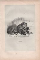 Gravure Animalière Ancienne/A GUSMAN / Lionne Et Petit Chien /Vers 1860-187  GRAV297 - Prenten & Gravure