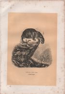 Gravure Animalière Ancienne/ LEON / Jaguar D'Amérique ( Felis Onça) /Vers 1860-1870   GRAV298 - Estampas & Grabados