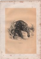 Gravure Animalière Ancienne/CHARY/ Tigresse Et Serpent/Vers 1860-1870   GRAV300 - Stiche & Gravuren