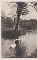 Zweden Sverige Norrkoping Motiv Fran Folkparken Sweden Suede Old Postcard Zwanen Zwaan Schwan Cygne Cisne Swan - Schweden