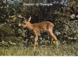 Nassogne - Bonjour De - Nassogne