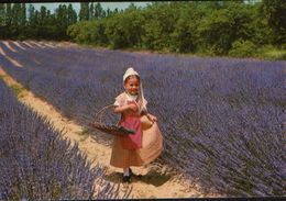 France - Postcard Written  - Young Provencal In Lavender  - 2/scan - Medicinal Plants