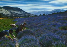 France - Postcard Written 1985 - Lavender Pickers  - 2/scan - Medicinal Plants