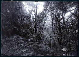 1905, "Im Urwald Des Kilimandscharo", Zeitgenöss. Original-Fotografie (18 X 13 Cm) Anläßl. Der Ostafrikanischen Expediti - Otros & Sin Clasificación