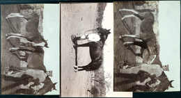 Beleg (1910), Pferde-, Kamel- Und Maultierzucht, Zwölf Versch. Original-Fotografien Zu Diesen Themen. - Altri & Non Classificati