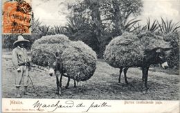 AMERIQUE -  MEXIQUE -- Mexico - Burros Conduciendo Paja - Mexiko