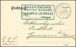 Beleg 1913, "Kaiserl. Bakteriol. Institut Gamams", Blauer R4 Als Ak.-Stempel Auf Portofreier Dienst-Postkarte Mit Stempe - Other & Unclassified