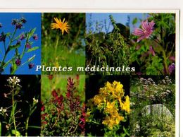 Plantes Medicinales Consoude ,Arnica,Ortie,Mauve,Bourse A Pasteur,Fumeterre,Millepertuis,Valeriane - Plantes Médicinales