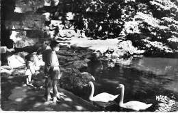 59 - DOUAI : Les Cygnes Au Parc Bertin - CPSM Dentelée Noir Et Blanc Format CPA 1960 - Nord - Douai