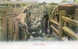 Delcampe - Elevage De Moutons - Bain De Prophilaxie -  Dipping Sheep - Elevage